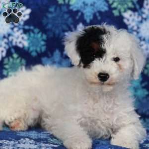 Frosty, Miniature Poodle Puppy